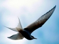 Arctic Tern