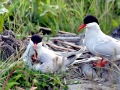 Arctic Tern
