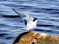Arctic Tern