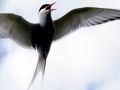 Arctic Tern