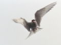 Arctic Tern