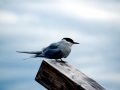 Arctic Tern