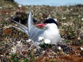 Arctic Tern