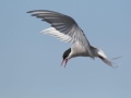 Arctic Tern