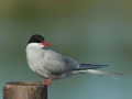 Arctic Tern