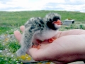 Arctic Tern