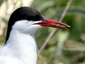 Arctic Tern