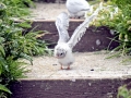 Arctic Tern