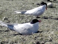 Arctic Tern