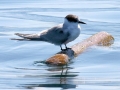 Arctic Tern