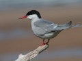 Arctic Tern