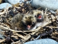 Arctic Tern