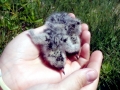 Arctic Tern