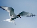 Arctic Tern