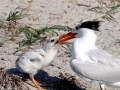 Arctic Tern