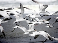 Arctic Tern