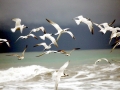 Arctic Tern