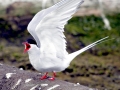 Arctic Tern