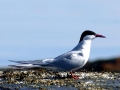Arctic Tern