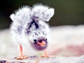 Arctic Tern