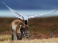 Arctic Tern