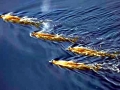 Arnoux's Beaked Whale