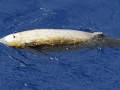 Arnoux's Beaked Whale