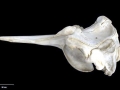 Arnoux's Beaked Whale