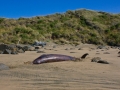 Arnoux's Beaked Whale