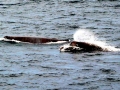 Arnoux's Beaked Whale
