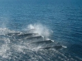 Arnoux's Beaked Whale