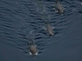 Arnoux's Beaked Whale