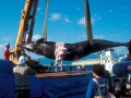 Arnoux's Beaked Whale