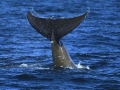 Arnoux's Beaked Whale