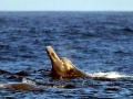 Arnoux's Beaked Whale