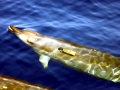 Arnoux's Beaked Whale