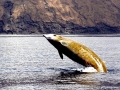 Arnoux's Beaked Whale