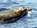 Arnoux's Beaked Whale