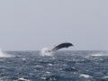 Arnoux's Beaked Whale
