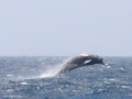 Arnoux's Beaked Whale