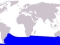 Arnoux's Beaked Whale
