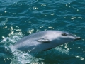 Arnoux's Beaked Whale