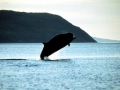 Arnoux's Beaked Whale
