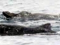 Arnoux's Beaked Whale