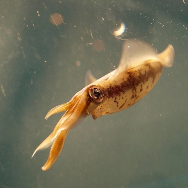 Arrow Squid