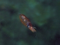 Arrow Squid