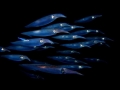 Arrow Squid