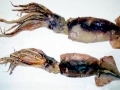 Arrow Squid