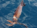Arrow Squid