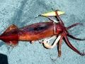 Arrow Squid